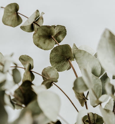 flowers and plants