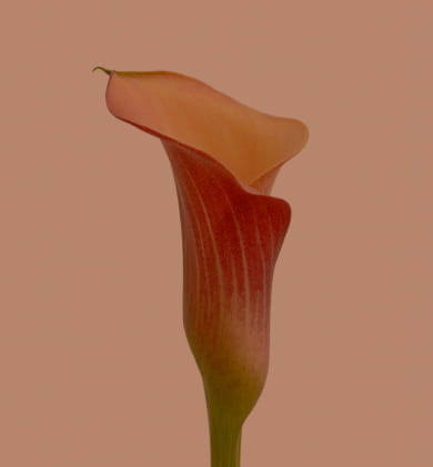 flowers and plants