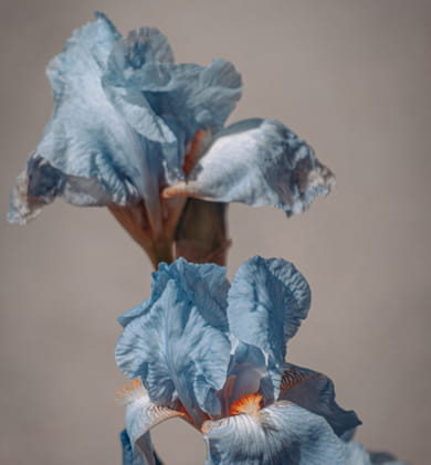 flowers and plants