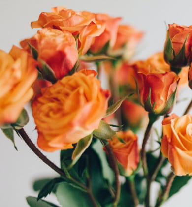 flowers and plants